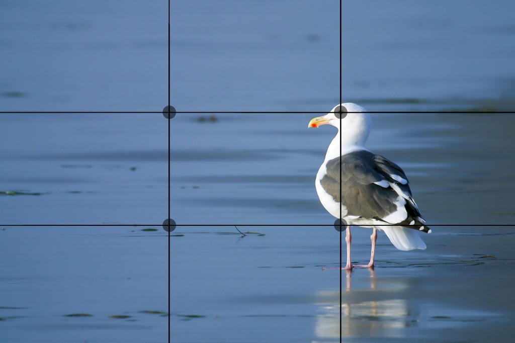 seagull