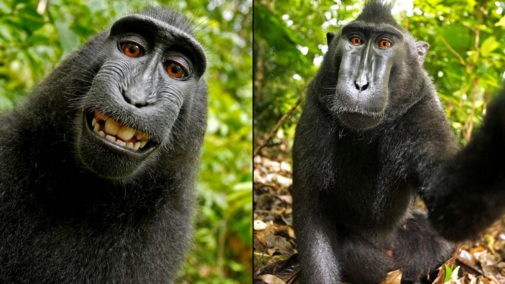 Crested black macaque selfie