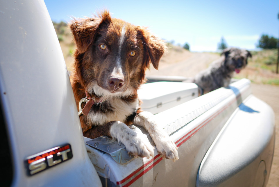 12mm-ranch-dog-1