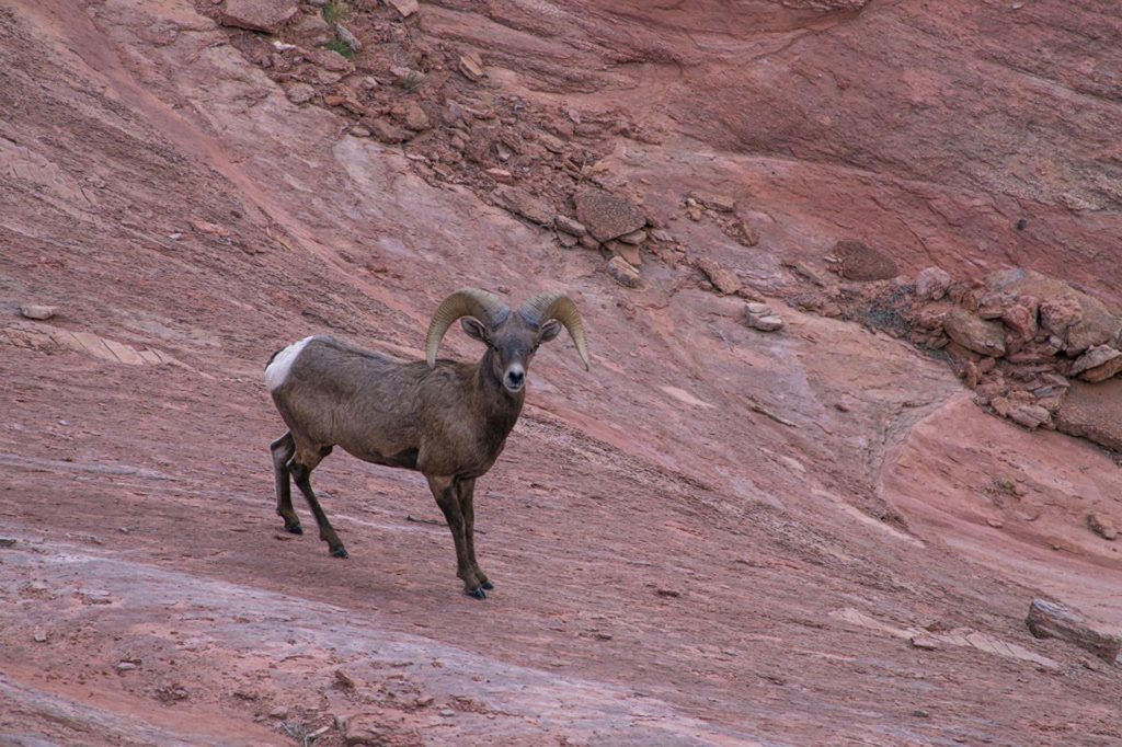 desert-bighorn